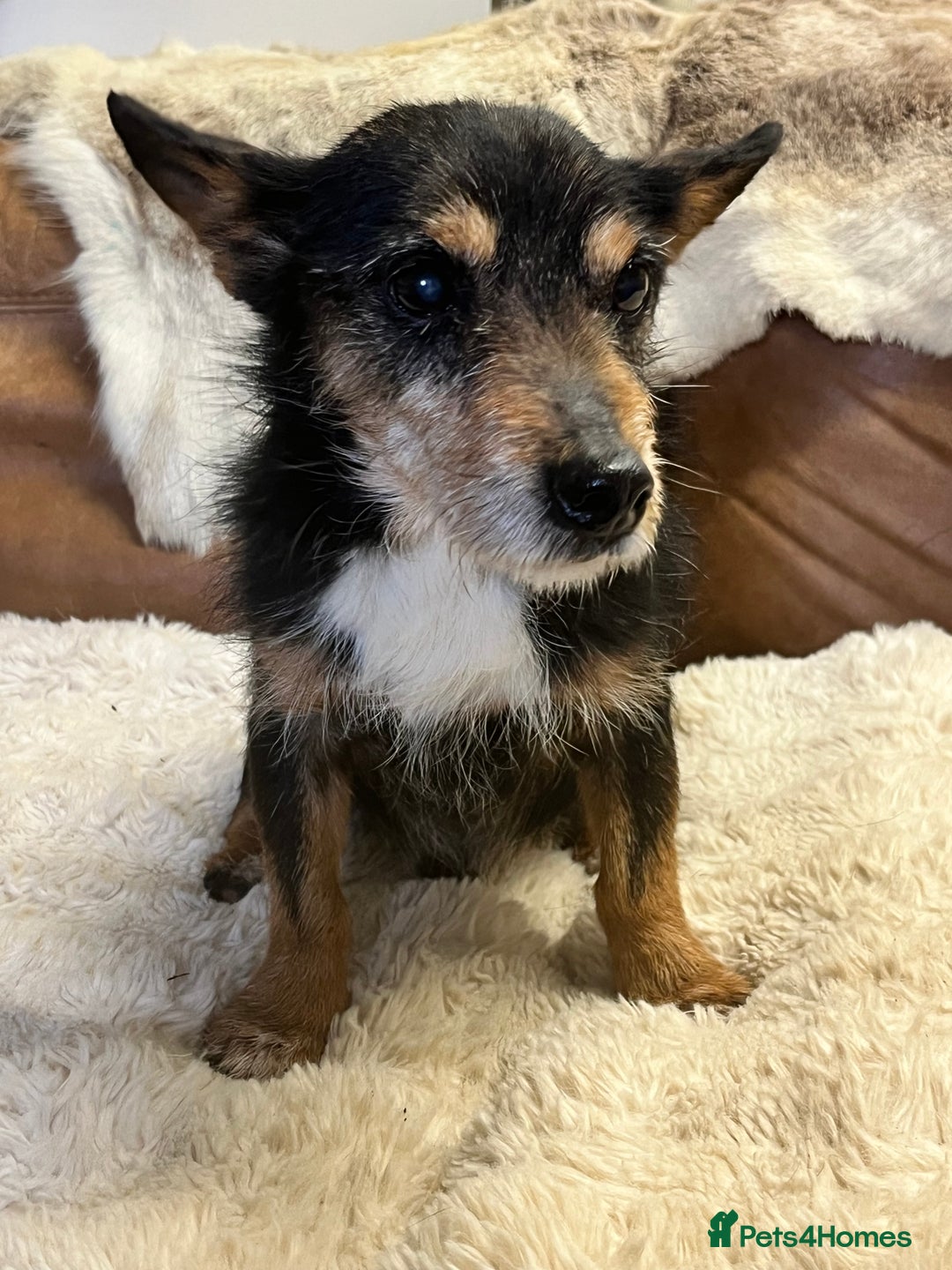 Mixed Breed dogs for sale: Adorable Daxi Jacks - Image 12