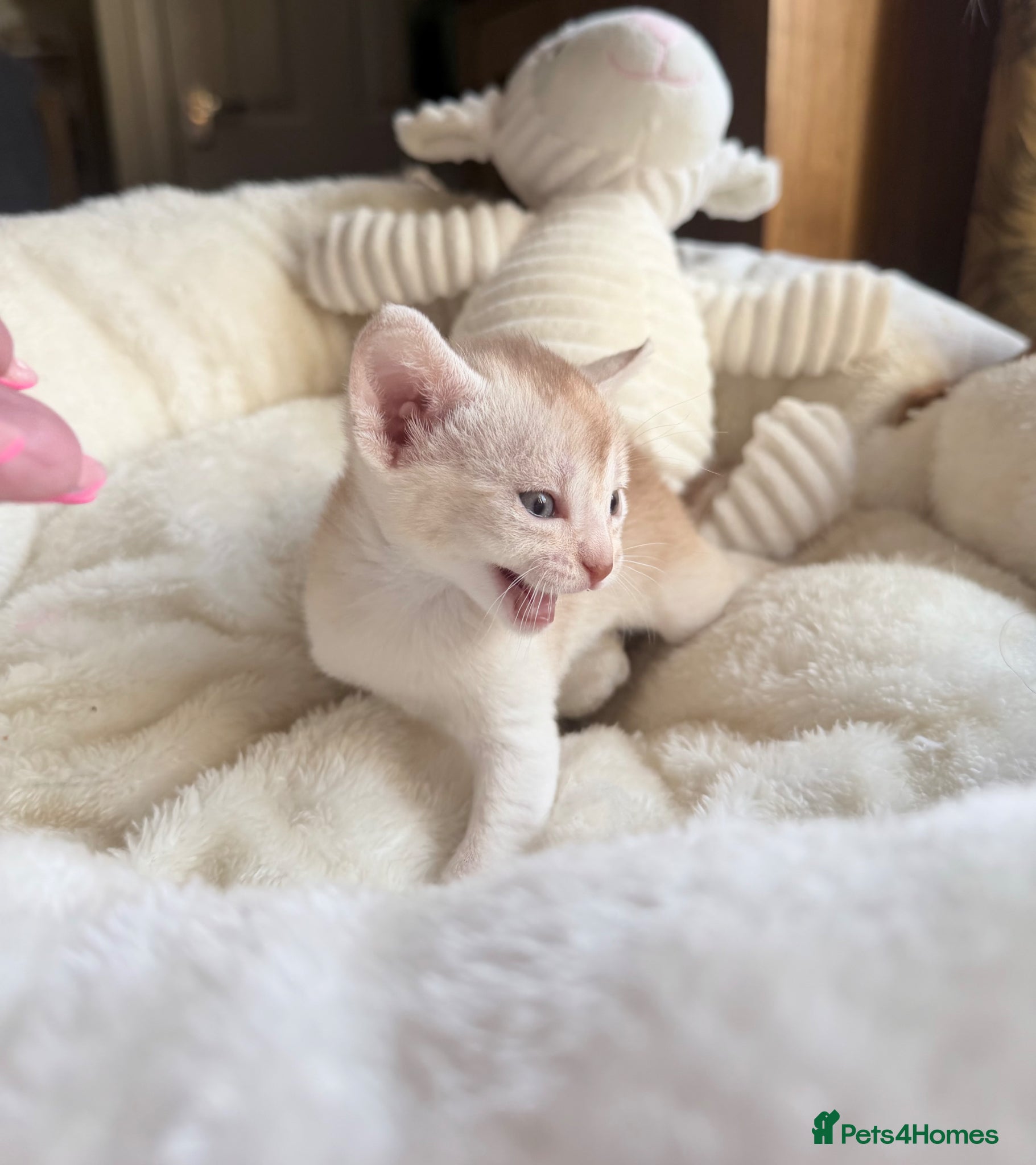 Abyssinian cats 🏆✨ Beautiful Silver Sorrel Abyssinian  ✨🏆❤️ - Advert 1