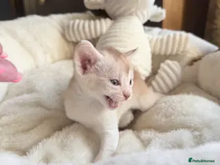 Abyssinian cats 🏆✨ Beautiful Silver Sorrel Abyssinian ✨🏆❤️ - Advert 11