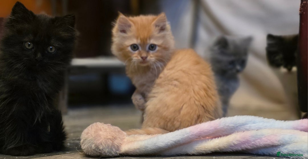 Persian cats for sale: Persian  - Image 16