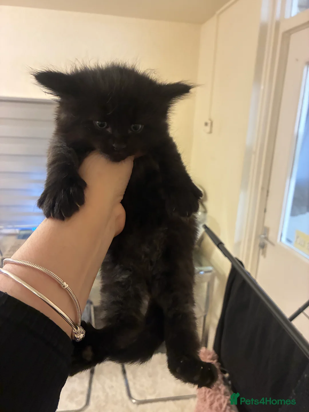 Turkish Angora cats for sale: Turkish angora male  - Advert 14