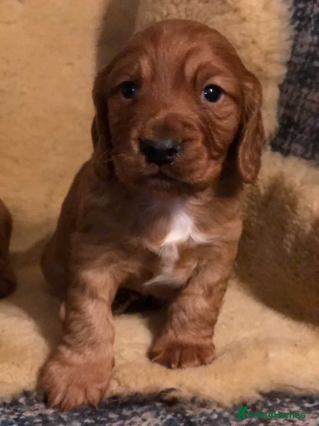 Cocker Spaniel dogs for sale: Cockerspaniel dog puppies - Advert 8
