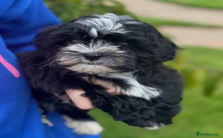 Havanese dogs - Advert 1