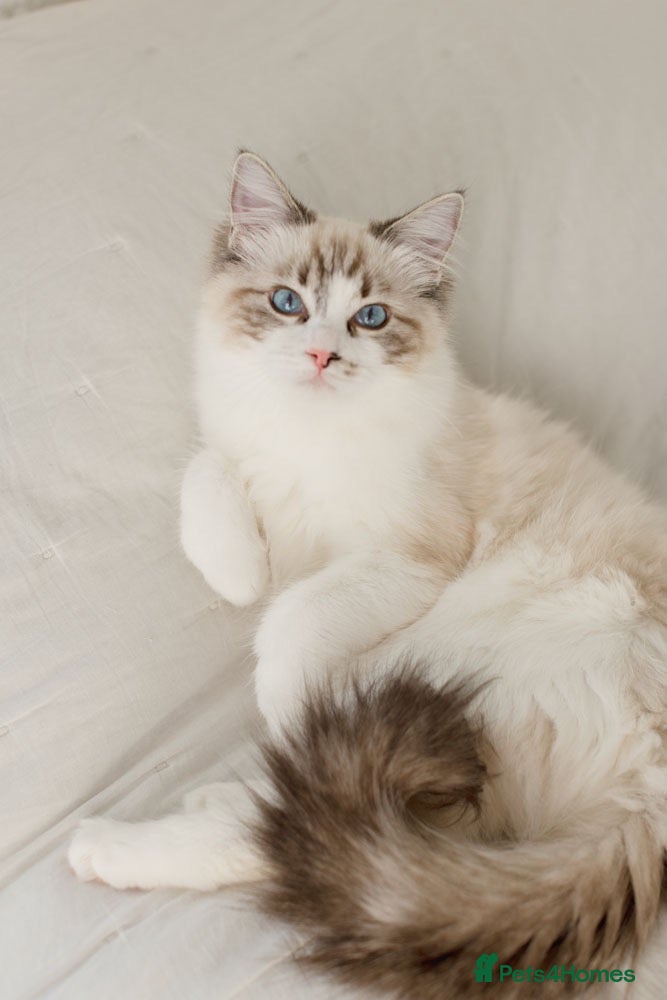 Ragdoll cats Ragdoll princess looking for her forever home - Advert 1