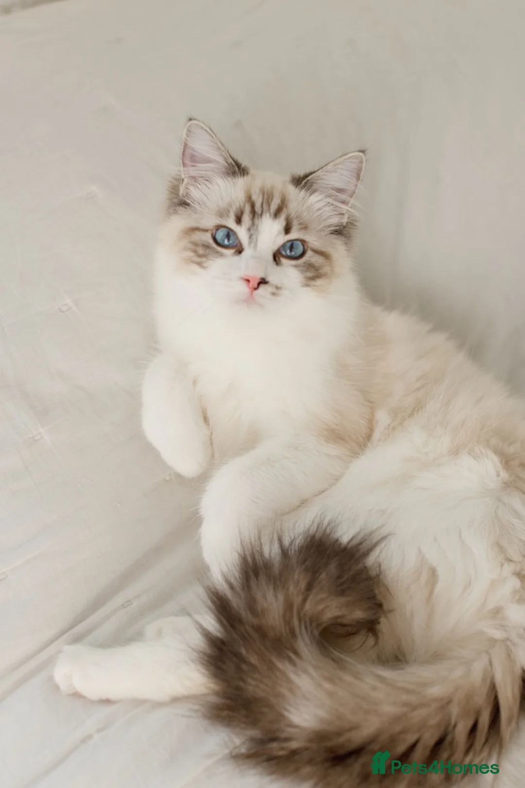 Ragdoll cats for sale: Ragdoll princess looking for her forever home - Advert 1