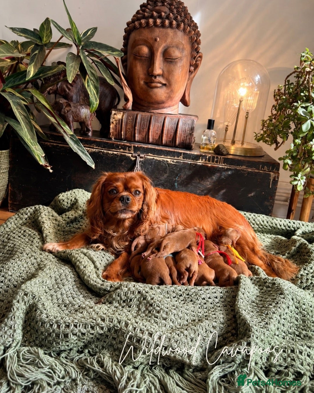 Cavapoo dogs for sale: 5 STAR LICENSED BREEDER BEAUTIFUL RED F1 CAVAPOOS - Advert 1