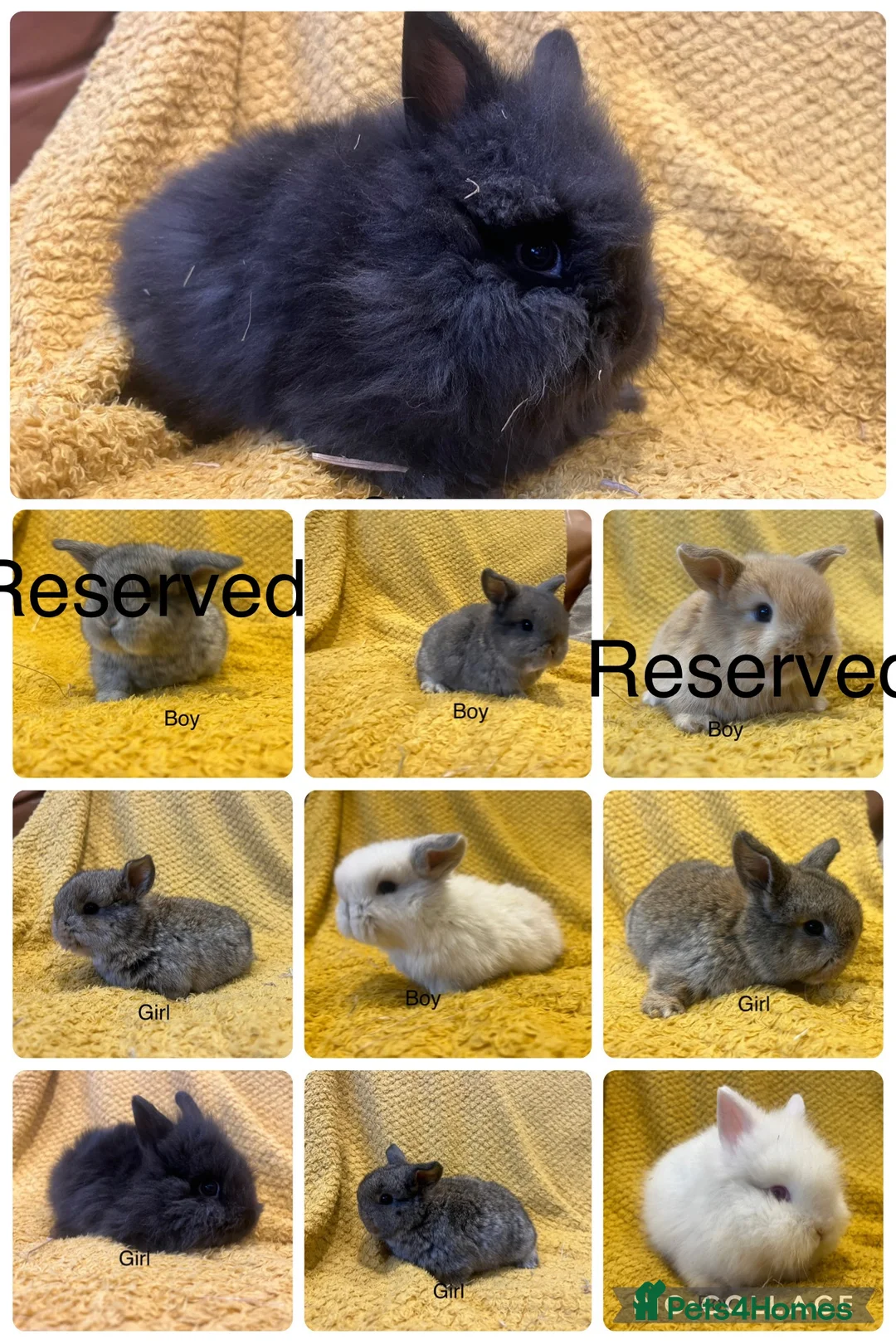 Mini Lop rabbits for sale: Mini lops  and mini double maned lionheads  - Advert 3