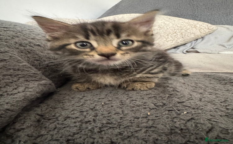 Domestic Shorthair cats - Advert 1
