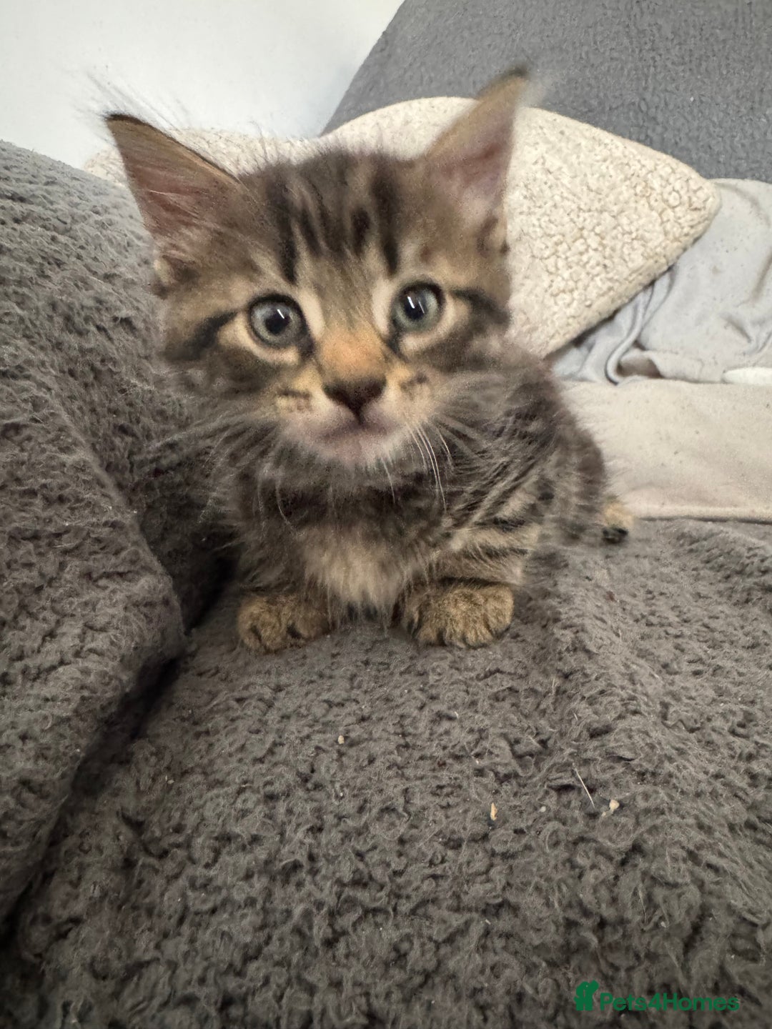 Domestic Shorthair cats for sale: Beautiful babies 😍 - Image 1