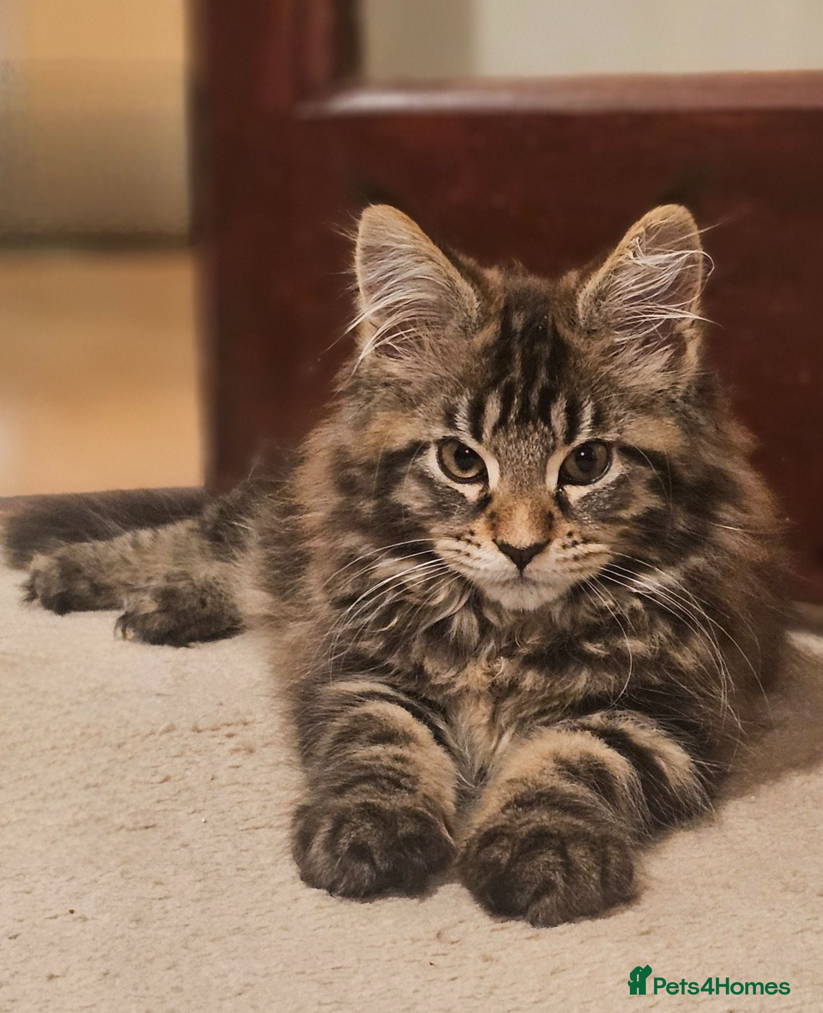 Maine Coon cats Pure Maine Coon Girls. European Lines - Advert 1