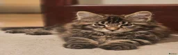 Maine Coon cats for sale: Pure Maine Coon Girls. European Lines - Advert 10
