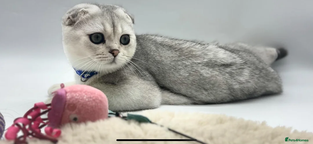 Scottish Fold cats for sale: Beautiful Scottish Fold Boy - Advert 3