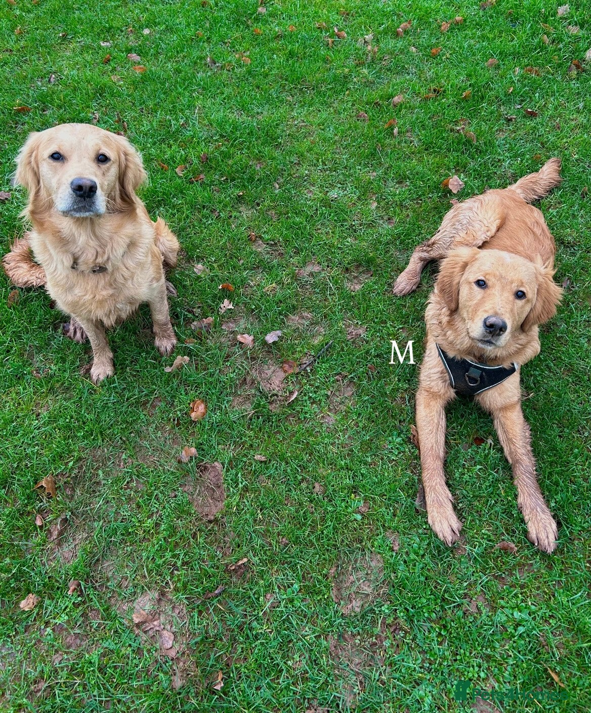 Golden Retriever dogs 💛Monty – Handsome Golden Retriever (7 months old) - Advert 1