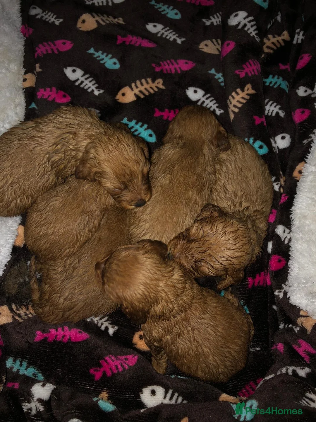 Miniature Poodle dogs for stud: Red K.C reg Miniature Poodle 4 Stud HEALTH TESTED in Chesterfield - Advert 20