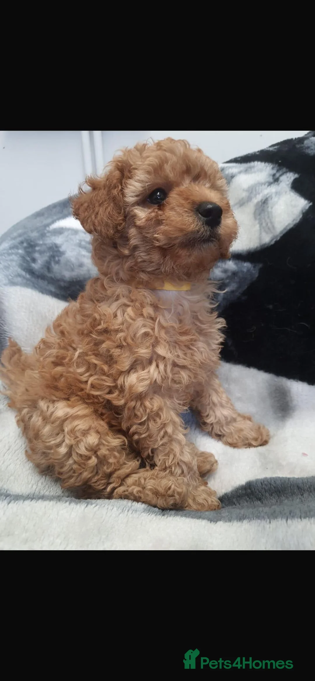 Miniature Poodle dogs for sale: Kc Reg Miniature Poodles Available Now - Advert 1