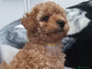 Miniature Poodle dogs Kc Reg Miniature Poodles Available Now - Advert 1