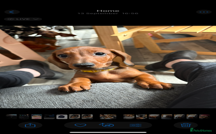 Dachshund dogs - Advert 3