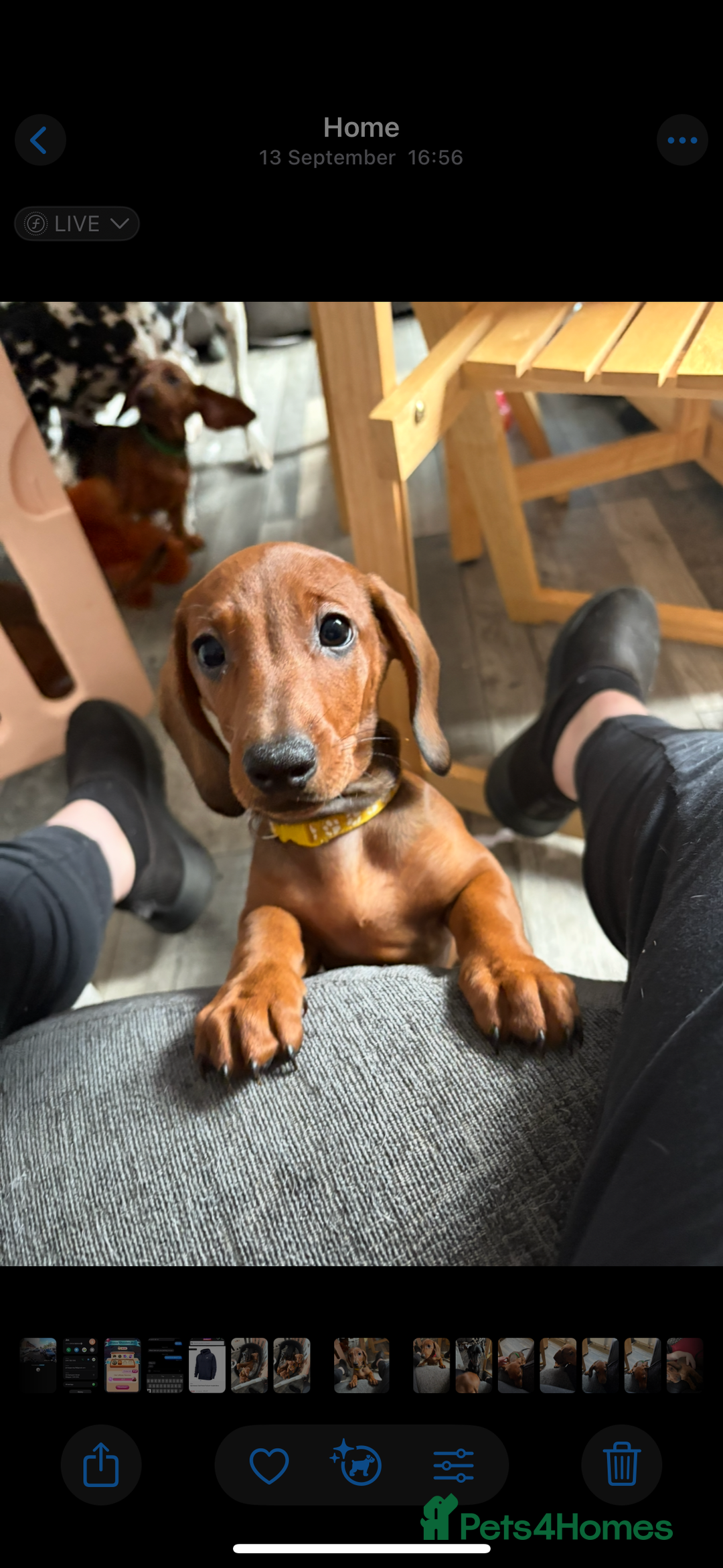 Dachshund dogs for sale: Ready now! Dachshund puppy/sausage dog 1 girl left - Image 1