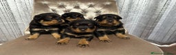 Rottweiler dogs for sale: KC rottweiler male  - Advert 3