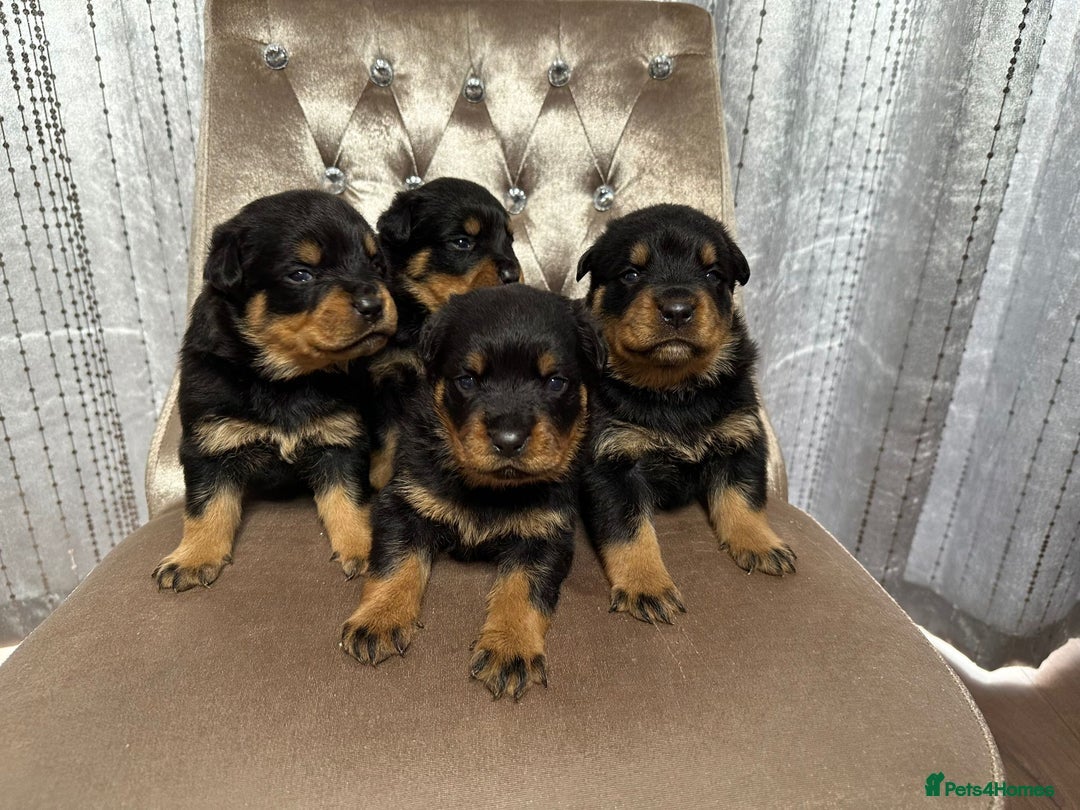 Rottweiler dogs for sale: KC rottweiler male  - Advert 3
