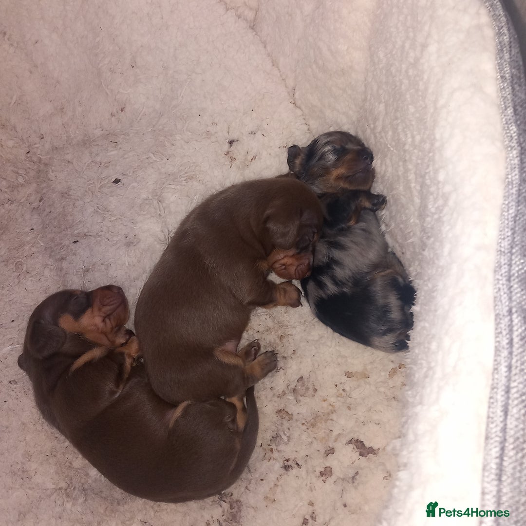 Miniature Dachshund dogs for sale: Miniature dachshund  - Image 7