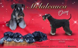 Miniature Schnauzer dogs for stud: Proven stud  in Cannock - Image 1