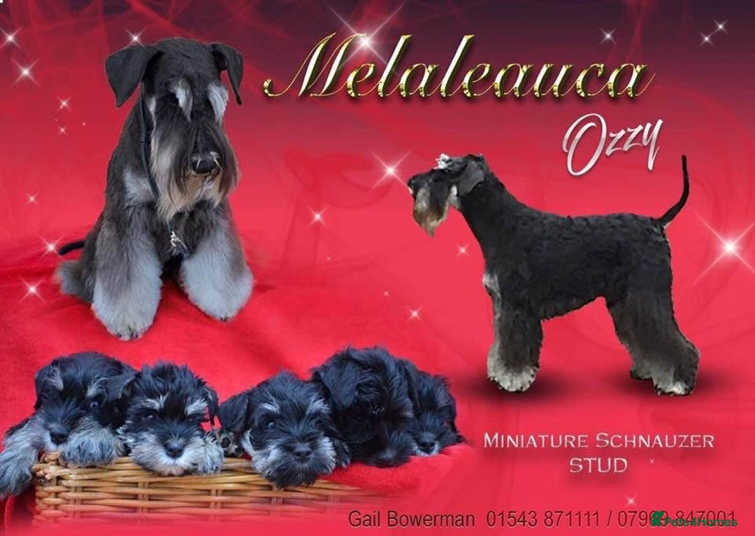Miniature Schnauzer dogs for stud: Proven stud  in Cannock - Image 1