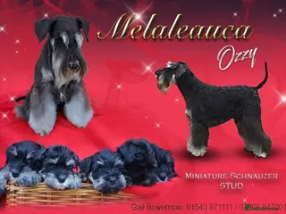 Miniature Schnauzer dogs Proven stud - Advert 6