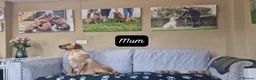 Labrador Retriever dogs for sale: Last Fox Red KC REG Labrador Girl Available £800 - Advert 6