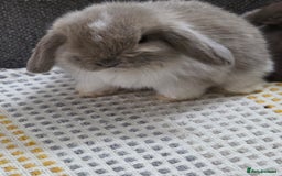 Mini Lop rabbits for sale: Minilops - Image 14
