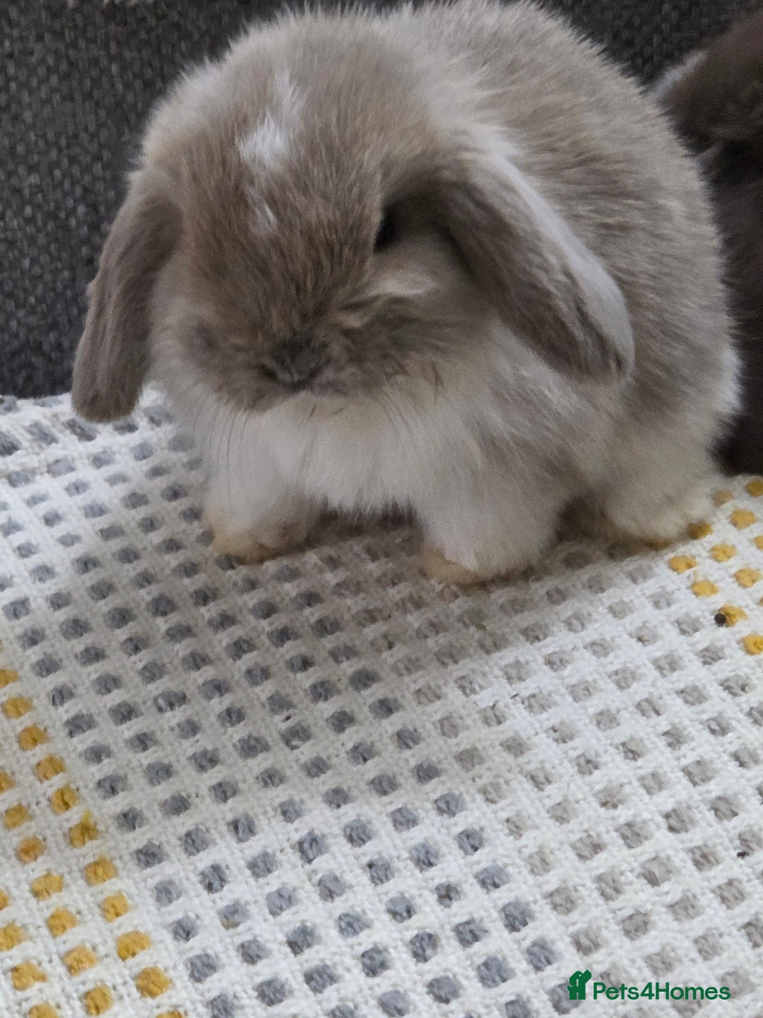 Mini Lop rabbits for sale: Minilops - Image 14