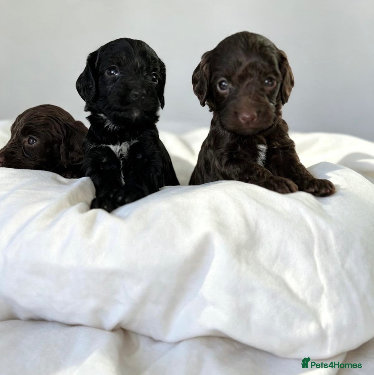 Cockapoo dogs 🐾 beautiful cockerpoo puppies  - Advert 1