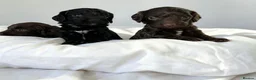 Cockapoo dogs for sale: 🐾 beautiful cockerpoo puppies  in Amersham - Advert 21