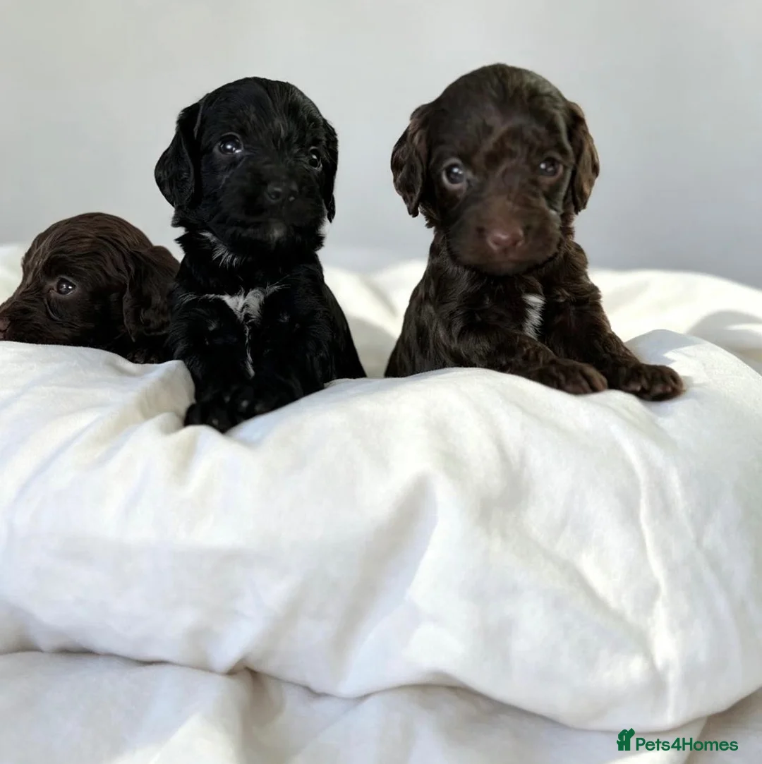 Cockapoo dogs for sale: 🐾 beautiful cockerpoo puppies  in Amersham - Advert 21