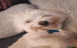 Maltese dogs for sale: Beautiful Maltese Boy Teddy - Image 2