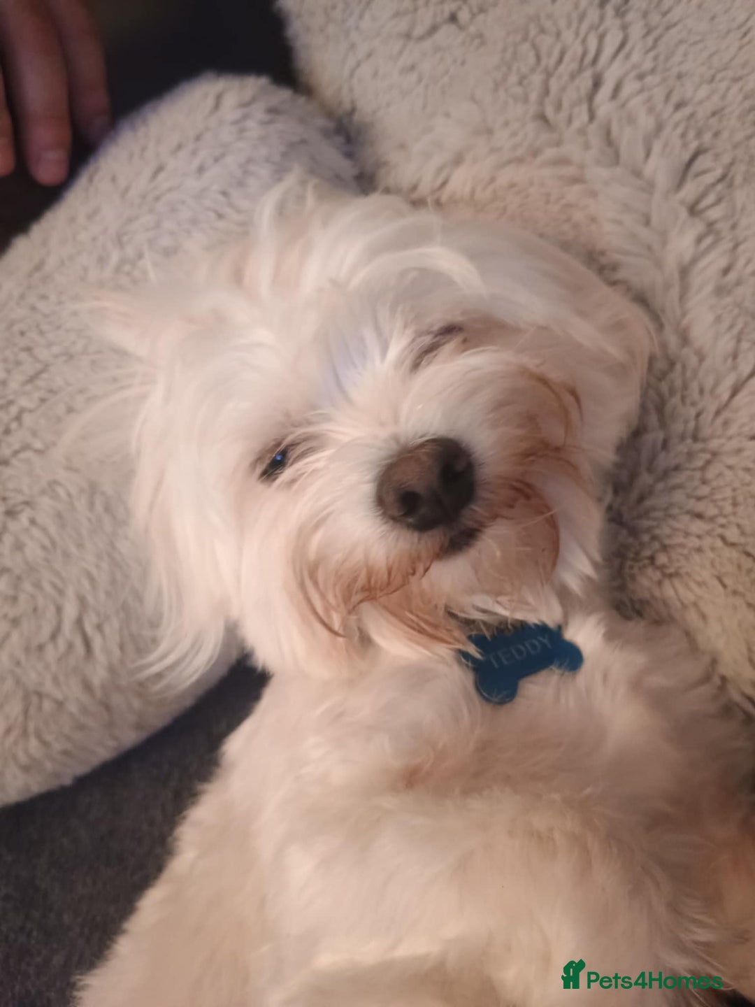 Maltese dogs for sale: Beautiful Maltese Boy Teddy - Image 2