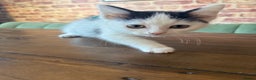 Ragdoll cats for sale: Ragdoll mix boy kitten last in litter reduced £375 - Advert 3