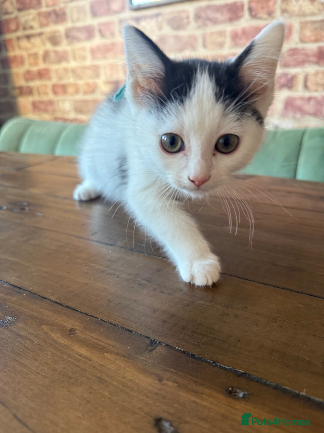 Ragdoll cats for sale: Ragdoll mix boy kitten last in litter reduced £375 - Advert 3