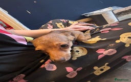 Chihuahua dogs for sale: Lily deer head chihuahua - Advert 9