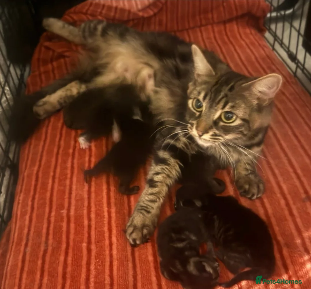 Mixed Breed cats for sale: Meet Minnie Mixed breed Kitten - Advert 2