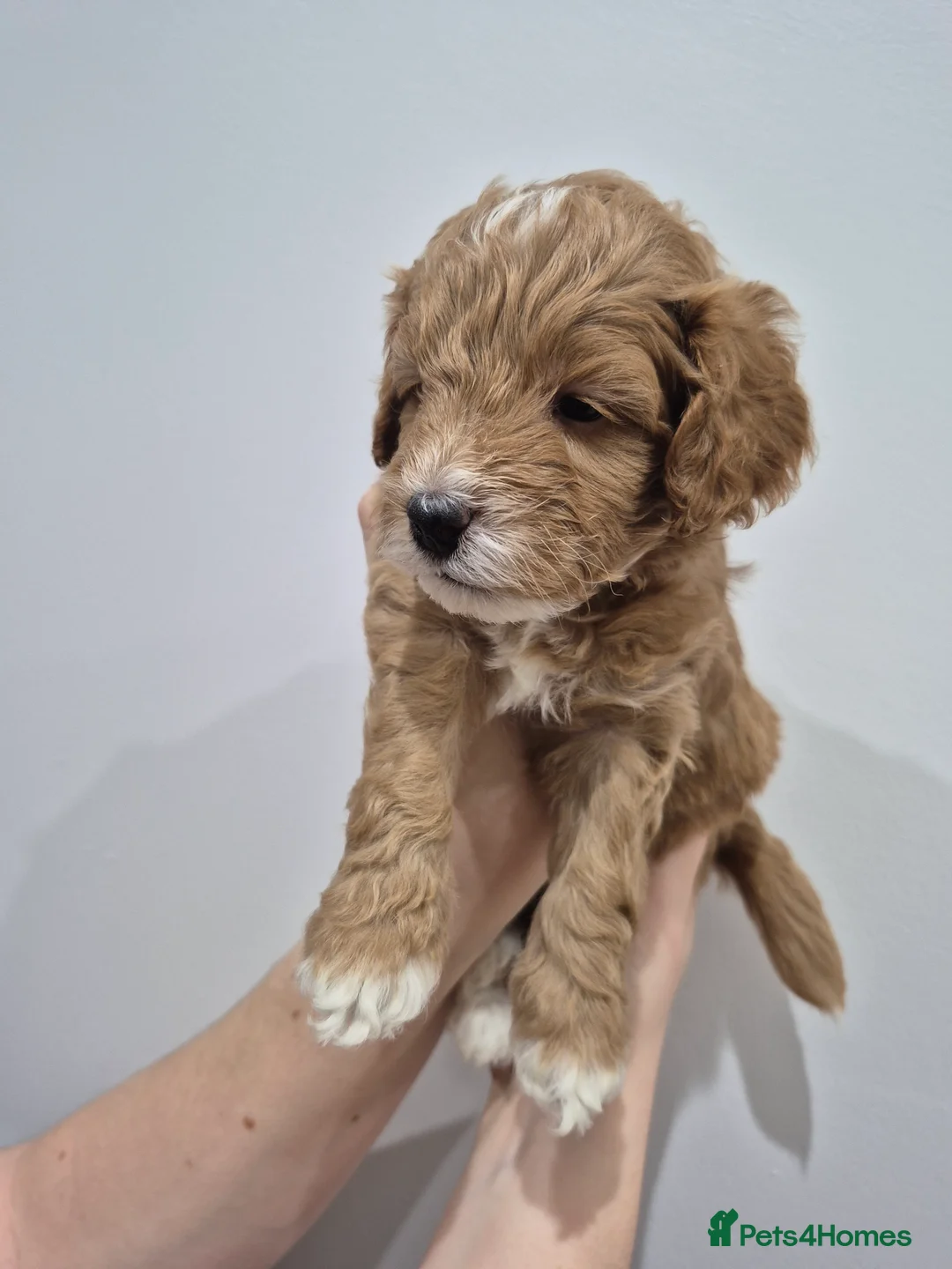 Cockapoo dogs for sale: Last boy remaining. F1B red cockapoo puppies - Advert 36