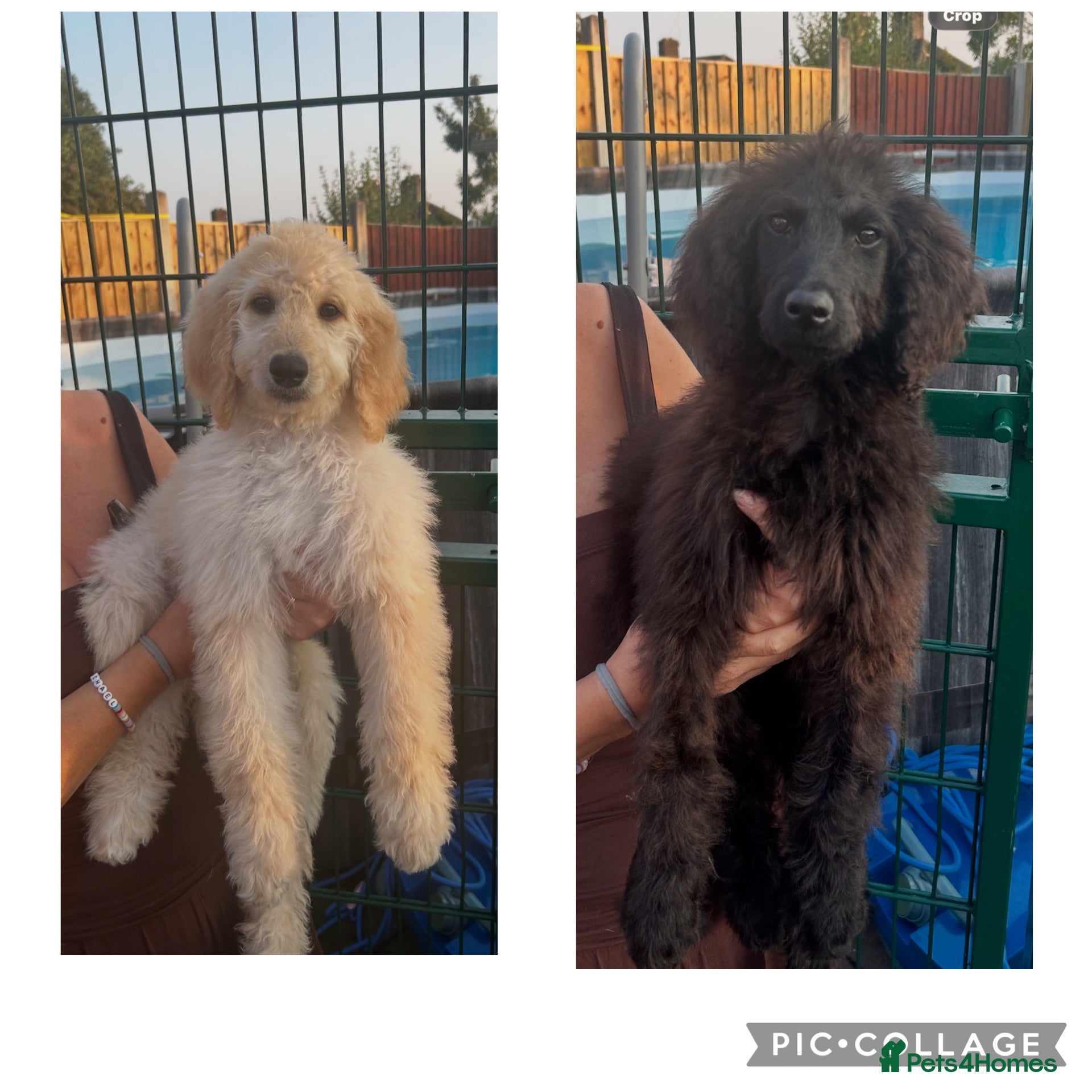 Labradoodle dogs Adorable health tested f1bb standard labradoodles  - Advert 1