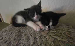 Dwelf cats for sale: beautiful kittens - Image 1
