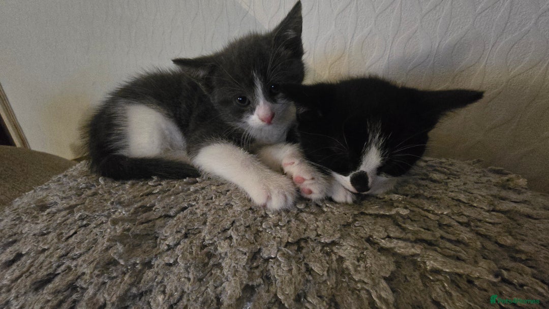 Dwelf cats for sale: beautiful kittens - Image 1