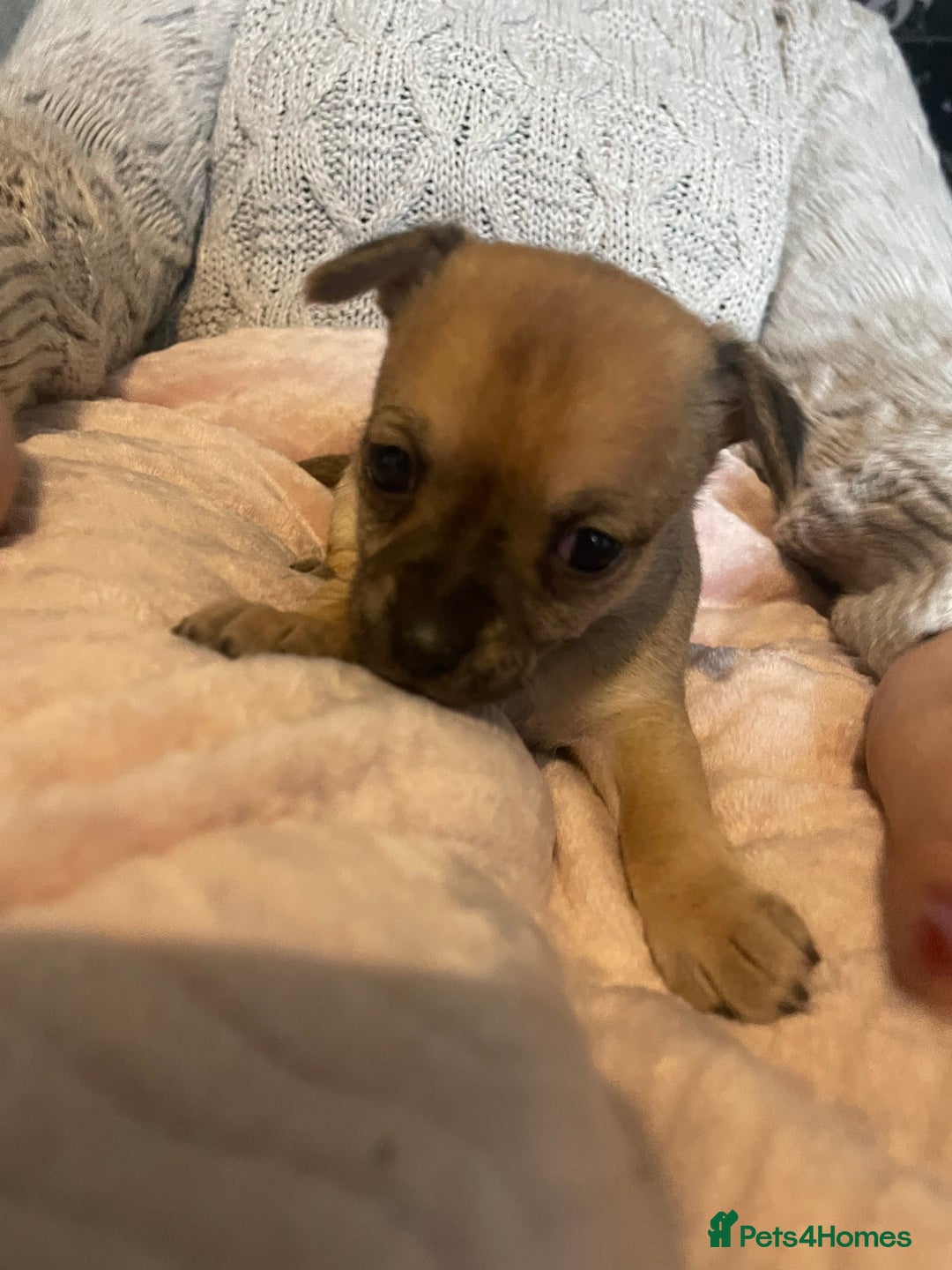 Chihuahua dogs for sale: Chihuahua puppies - Advert 10
