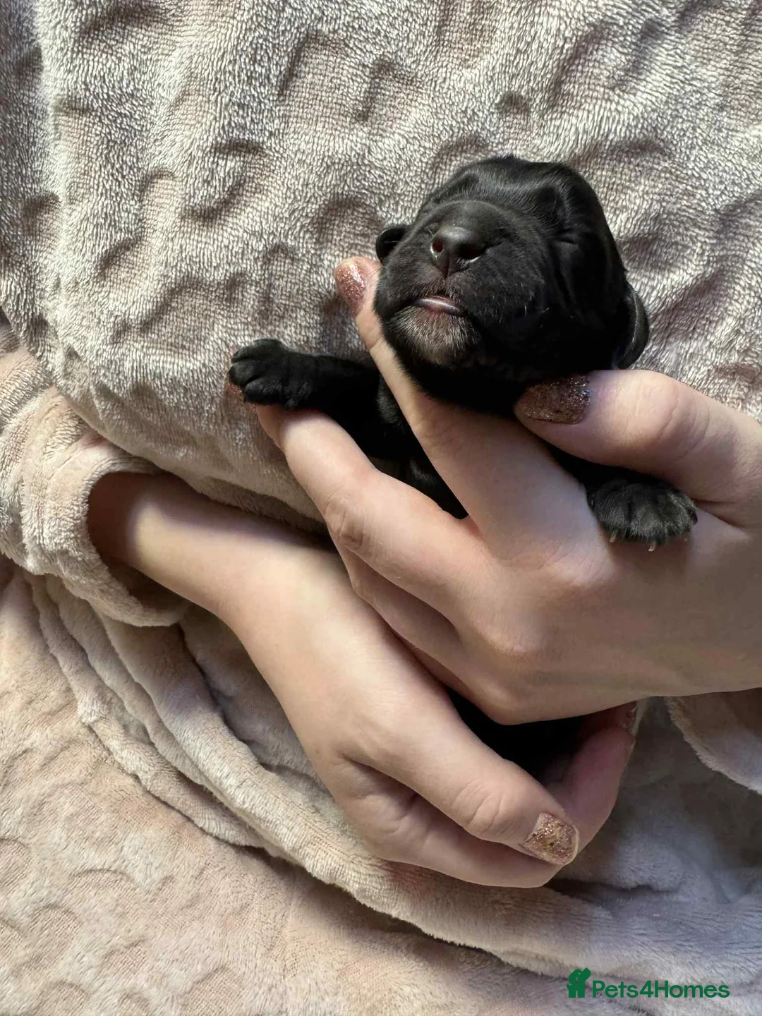 Cocker Spaniel dogs for sale: 1 BLACK MALE LEFT. Working cocker spaniel KC reg  - Advert 6