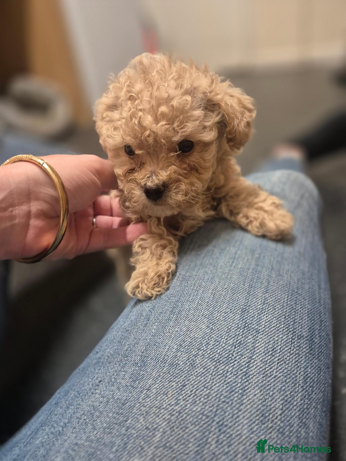 Maltipoo dogs Tiny maltipoo puppies ready next week - Advert 18