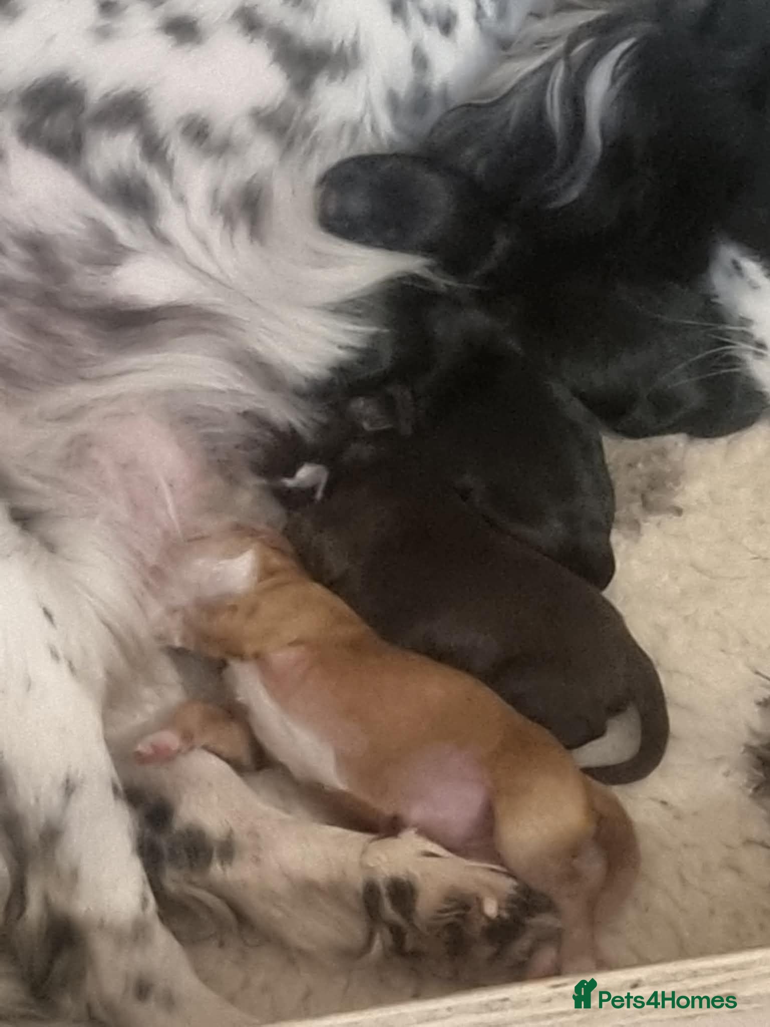 Cocker Spaniel dogs Beautiful cocker spaniel puppies - Advert 4