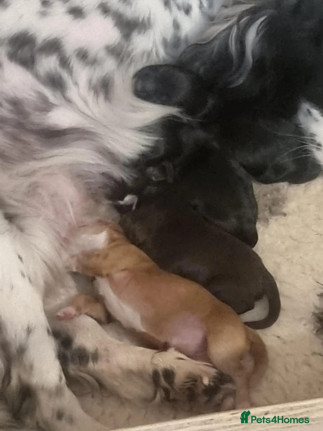 Cocker Spaniel dogs for sale: Beautiful cocker spaniel puppies - Advert 1