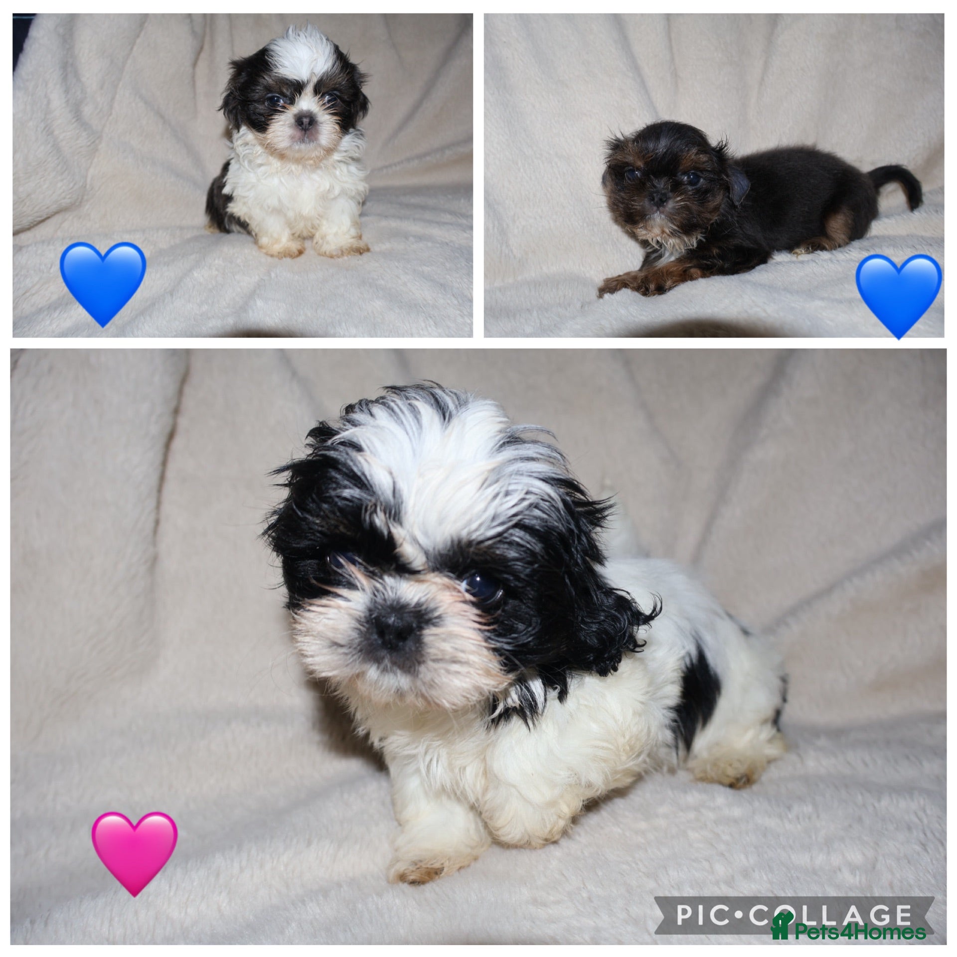 Shih Tzu dogs ‼️Tiny imperial babies super rare dna🧬 - Advert 3